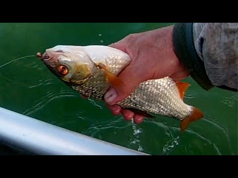 Видео: Клюет ли рыба при восточном ветре