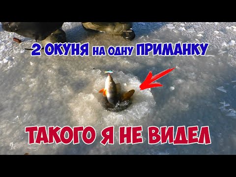 Видео: СУМАСШЕДШЕЕ ОТКРЫТИЕ. Первый лед 2019-2020. ПО ДВА ОКУНЯ НА ОДНУ ПРИМАНКУ.