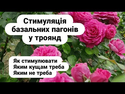 Видео: Стимуляція базальних пагонів у троянд/Як наростити гарний кущ/Stimulation of basal shoots in roses