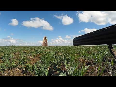 Видео: Как охотиться на сурка: Гладкоствольное ружье в действии. Охота 2024. День 1-ый