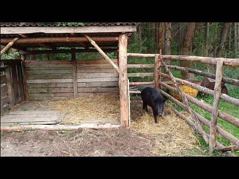 Видео: Жизнь кабана Яши в домашних условиях.