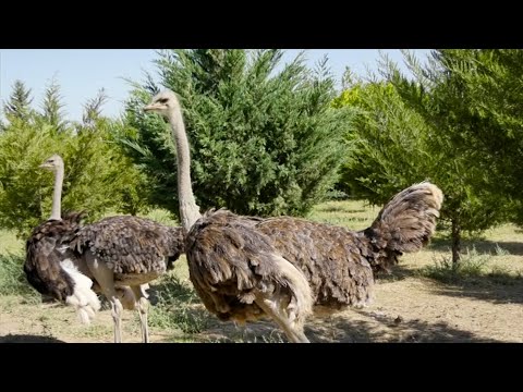 Видео: Бешаи палангон