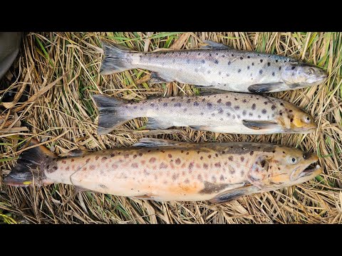 Видео: #fishing #trout #форель #troutfishing #кыргызстан #fish 