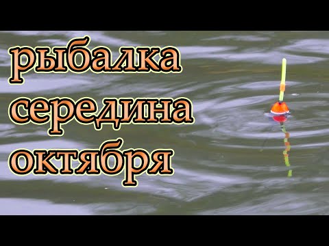 Видео: Рыбалка на поплавок в середине октября 2023