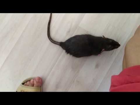 Видео: Ошибки в СОДЕРЖАНИИ КРЫСЫ