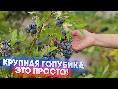Видео: Крупная голубика   это просто!