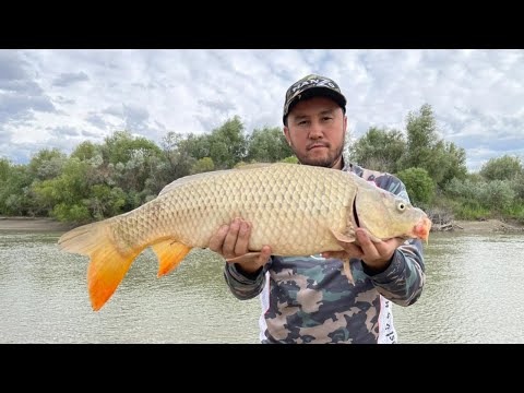 Видео: САЗАН, ЛОВЛЯ САЗАНА, ХЕ, УХА, БАРБЕКЮ НА ПРИРОДЕ ИЗ РЫБЫ, рыбалка на Каратале, в Талдыкоргане