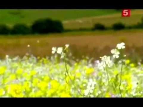 Видео: Ласка