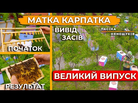 Видео: Відбираємо перші матки, від прививки до роспліду. Показумо якість засіву в нуклесі.