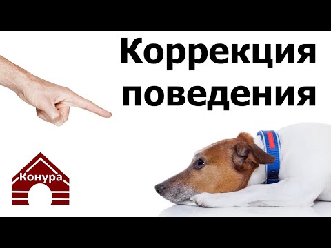 Видео: 228. Коррекция поведения. Как, за что и когда наказывать собаку? Отрицательное подкрепление
