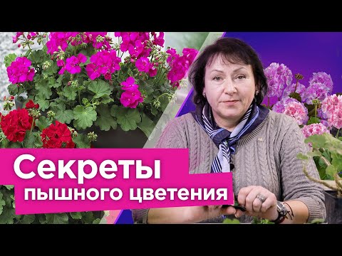 Видео: ДАЖЕ САМАЯ ХИЛАЯ ПЕЛАРГОНИЯ ЗАЦВЕТЕТ ШАПКАМИ, если сделать так весной!