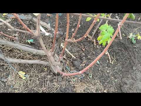 Видео: Обрезка кустов винограда со смещённой зоной плодоношения