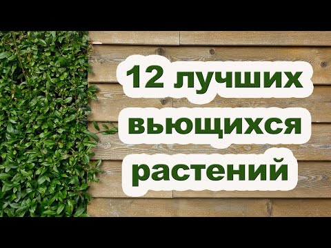 Видео: Растения для вертикального озеленения сада [ Живая изгородь ]