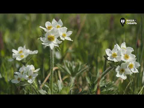 Видео: Наша Сибирь 4К: Горные цветы