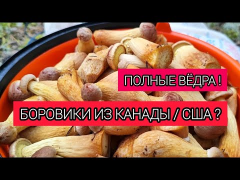 Видео: КАНАДСКИЙ БОРОВИК | ПОХОД В ЛЕС | ГРИБНЫЕ МЕСТА