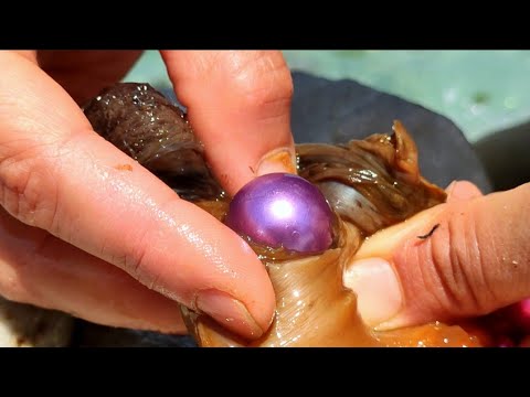 Видео: Такая огромная фиолетовая жемчужина! Жемчужные устрицы, растущие в горах