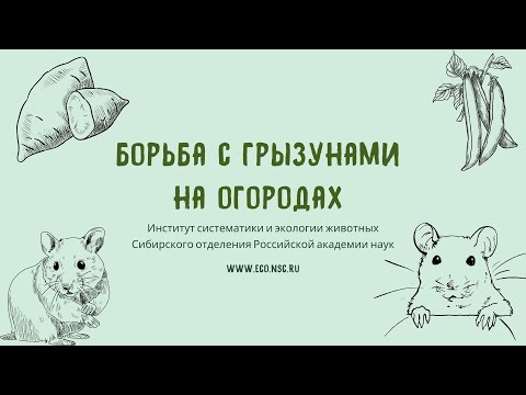 Видео: Борьба с грызунами на огородах