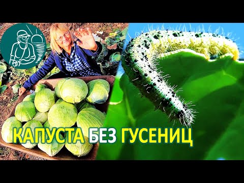 Видео: 🥦 Чем обработать капусту от вредителей 🐛 Гусеницы капустницы 🦋 капустной белянки 🌱 Опыт Гордеевых