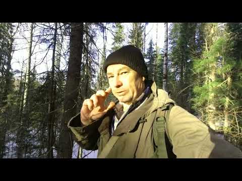 Видео: В тайге сильный наст снег не сдается прошел до барсучьего городка барсуки проснулись и бегают