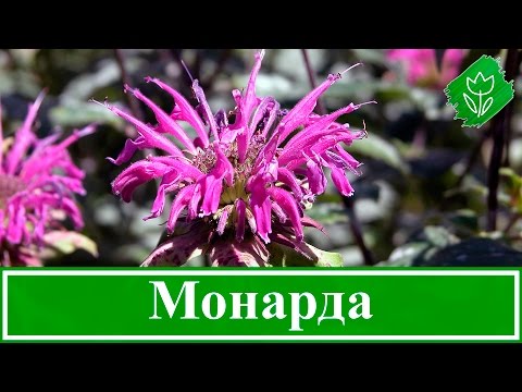 Видео: 🌸 Цветок монарда – посадка и уход в открытом грунте, виды и сорта монарды