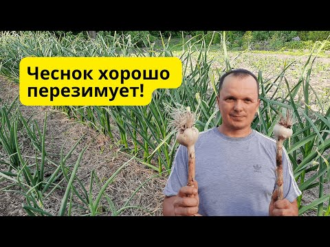 Видео: Чеснок перезимует с комфортом и весной быстро тронется в рост!