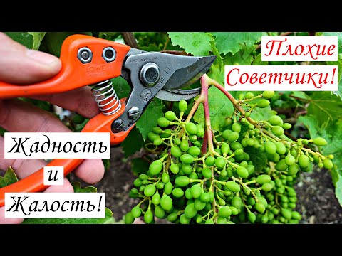 Видео: ЖАДНОСТЬ и ЖАЛОСТЬ Плохие Советчики! НОРМИРОВКА Винограда ГРОЗДЯМИ!