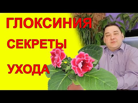 Видео: 9 секретов ухода за глоксинией. Не узнаешь - расти не будет!