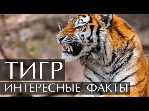 Видео: Тигр - интересные факты