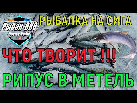Видео: РЫБАЛКА НА РИПУСА В МЕТЕЛЬ. БАЗА ОТДЫХА ПРИМОРСК. БУРЯ МЕТЕЛЬ  ШТОРМОВАЯ ПОГОДА А МЫ НА РЫБАЛКУ!КЛЕВ