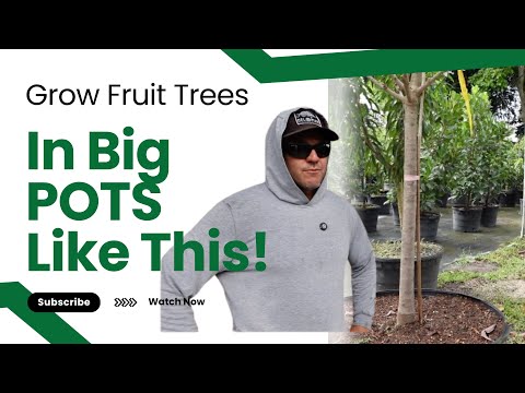 Видео: Выращивание тропических фруктовых деревьев в больших горшках | Советы от D’s Fruit Trees Florida