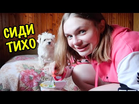 Видео: 24 ЧАСА ТАЙНО ЖИВУ В ЧУЖОМ ДОМЕ С СОБАКОЙ БИЛЛИ