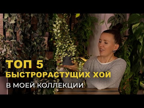Видео: ХОЙИ для НАЧИНАЮЩИХ и не только / ДО и ПОСЛЕ / в каких условиях так БЫСТРО РАСТУТ мои ХОЙИ 