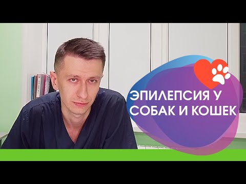 Видео: Эпилепсия в ветеринарии