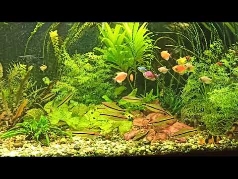 Видео: Год аквариуму 500 литров Плюсы и минусы большого аквариума