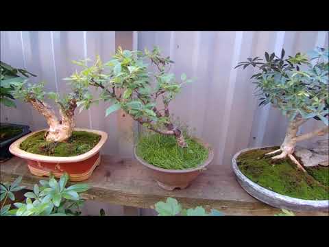 Видео: Бонсай и заготовки на улице лето 2022 год часть 4 Bonsai and blanks on the street summer 2022 part 4