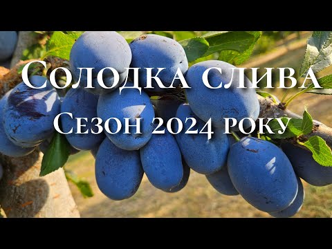 Видео: Сорт для гурманів солодких слив.Слива Стенлей.
