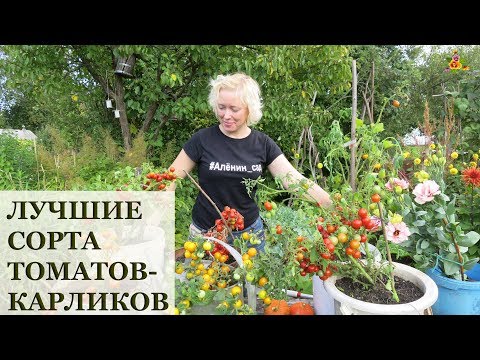 Видео: Томаты для балкона * Баяя, Беби, Ацтек, Красная и Оранжевая шапочки, Микро Том, Маскотка и ...
