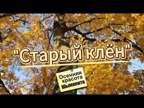 Видео: "Старый клён" Осенний Шымкент.