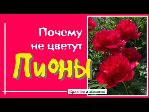 Видео: Почему не цветут пионы? 9 главных причин и что делать