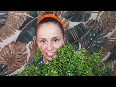 Видео: Укоренение мирта. Лëгкий и быстрый способ🌿🌿🌿