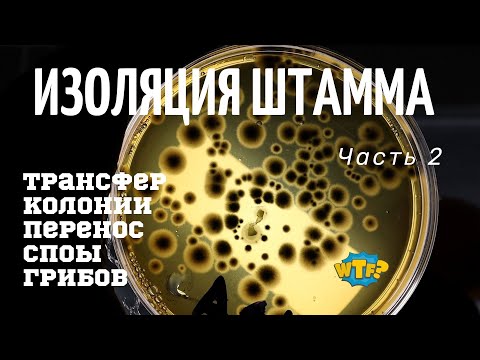 Видео: Споры грибов - выделение штамма "практика 2 урок"