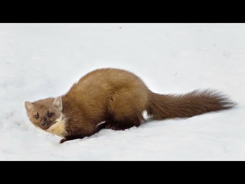 Видео: ОХОТА НА КУНИЦУ КАПКАНАМИ:ЕСТЬ РЕЗУЛЬТАТ