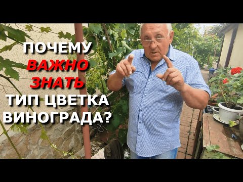Видео: Почему важно знать, какой тип цветка у вашего винограда?