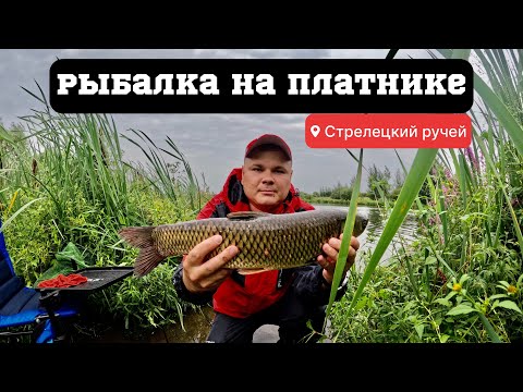 Видео: РЫБАЛКА НА ПЛАТНИКЕ! СТРЕЛЕЦКИЙ РУЧЕЙ!