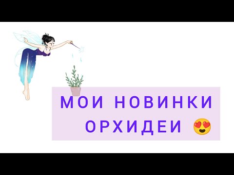 Видео: Новинки зимы и весны /Часть 4/ Орхидеи