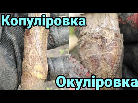 Видео: 26.10.25. Що краще, окуліровка чи покращена копуліровка.