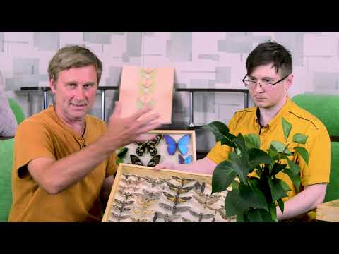 Видео: Разведение бабочек