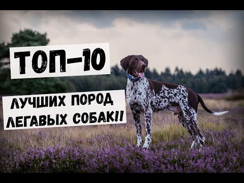 Видео: ТОП-10 ЛУЧШИХ ПОРОД ЛЕГАВЫХ СОБАК!! #Собаки #Охота #Охотничьи_собаки #Животные #легавая #порода
