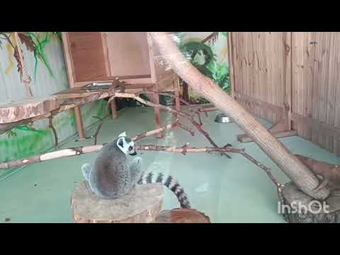 Видео: Сад півдня Зоопарк в Кишиневі