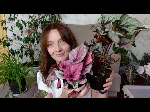 Видео: Цветочные будни, уход за растениями, посадка семян. Цветочный дневник. Будни цветовода
